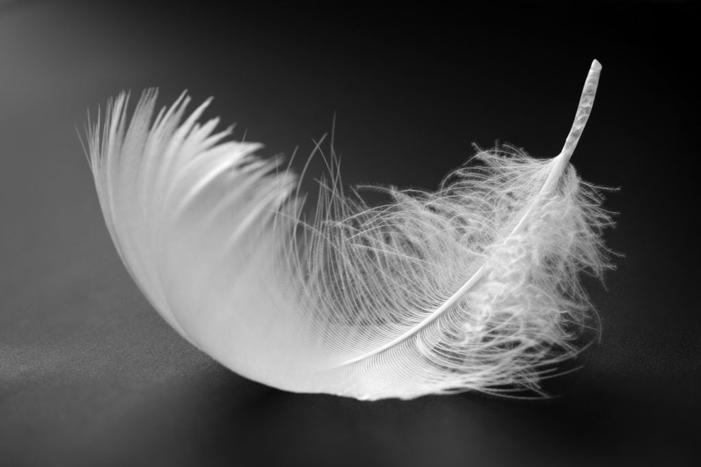 White feather - High contrast
