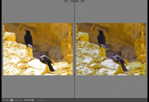 How To Fix Overexposed Photos In Lightroom - Before and After