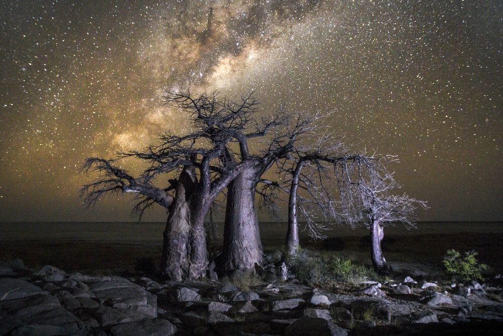 Baobab tree under the Milky way