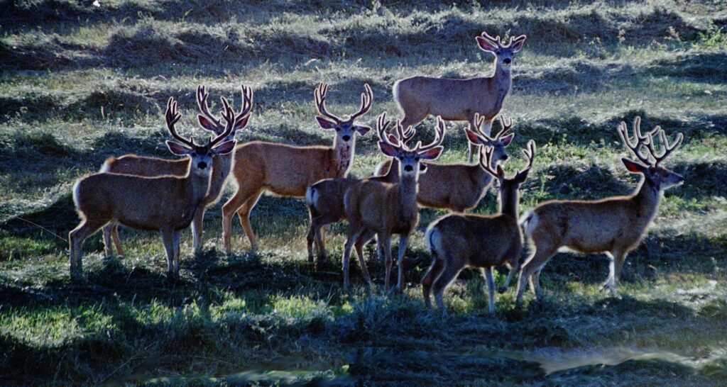 15 mule deer bucks in a hayfield