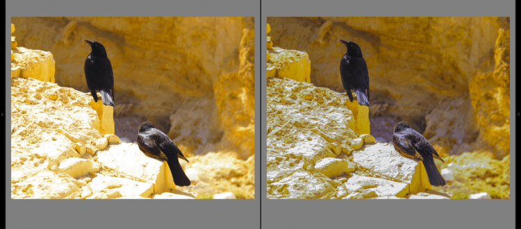 How To Fix Overexposed Photos In Lightroom - Before and After
