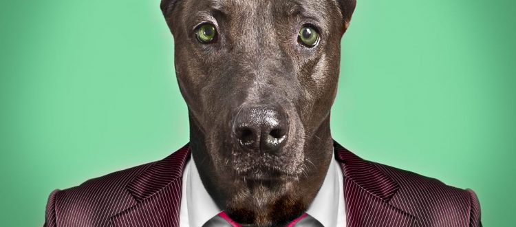Portrait of a dog in a business suit